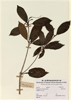 藏品(絲絨吊芙蓉)的圖片